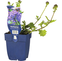 Järnört FLORASELF Verbena-Cultivars 'Homestead Purple' 5-20cm Co 0,5L
