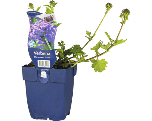 Järnört FLORASELF Verbena-Cultivars 'Homestead Purple' 5-20cm Co 0,5L
