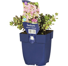 Fetblad FLORASELF Sedum cauticola 'Lidakense' 5-15cm Co 0,5L