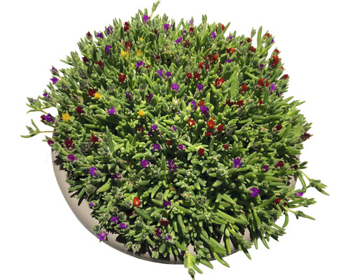 Succulent växt med färgglada blommor i kruka