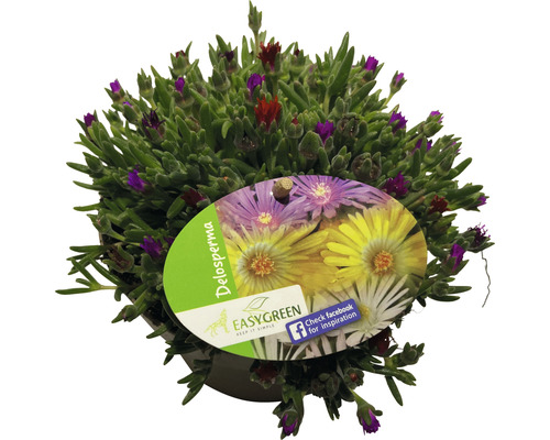 Delosperma växt i kruka med etikett