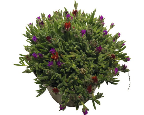 Delosperma Cooperi-växt i kruka med röda och lila blommor