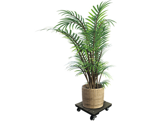 Inomhusväxt i korg på en växtrullbräda