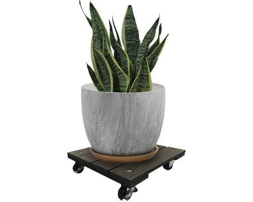 Inomhusväxt i kruka på en växtrulle