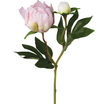Dekorativ pion med blomma och knopp