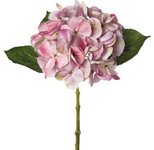 Hortensiablomma med stjälk och blad