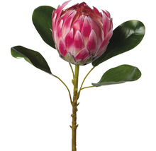 Konstgjord blomma protea 53cm rosa
