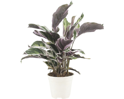 Kalatea FLORASELF Calathea Fusion white Ø14cm 40cm