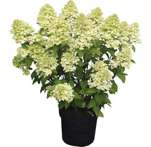 Vipphortensia FLORASELF Hydrangea paniculata Magical Candle® 50-60cm Co 5L