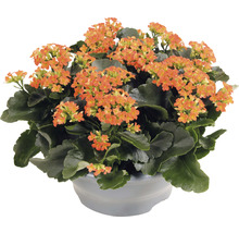 Kalanchoe växt med blommor i kruka