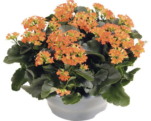 Våreld FloraSelf Kalanchoe blossfeldiana 15-20cm Ø 23cm planteringsskål i plast orange Kalanchoe växt med blommor i kruka