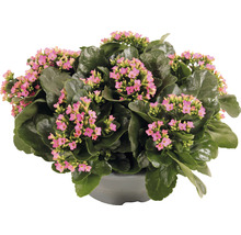 Kalanchoe krukväxt med blommor