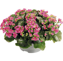 Våreld FLORASELF Kalanchoe blossfeldiana 15-20cm Ø23cm planteringsskål i plast lila