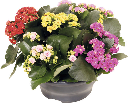 Våreld FLORASELF Kalanchoe blossfeldiana 15-20cm Ø23cm planteringsskål i plast femfärgad