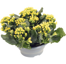 Våreld FLORASELF Kalanchoe blossfeldiana 15-20cm Ø23cm planteringsskål i plast gul