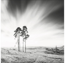 Landskapsbild med träd och molnig himmel