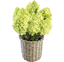 Risphortensia i korg
