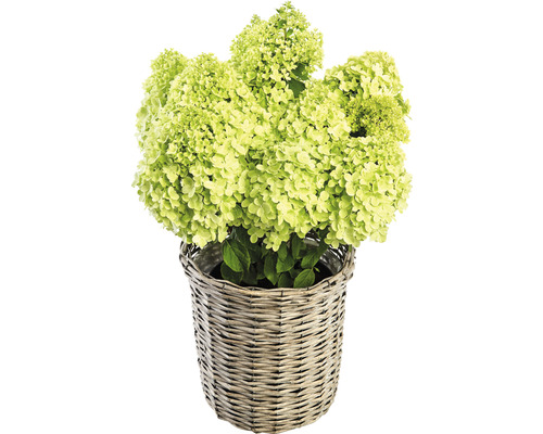 Risphortensia i korg