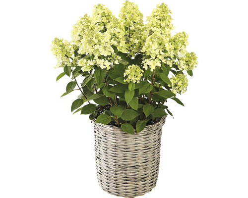 Prydnadshortensia i en korg