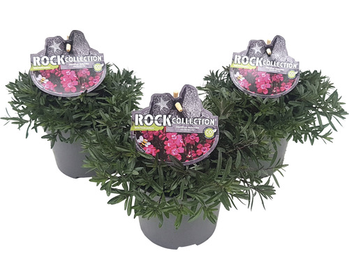 Backnejlika ROCKCollection FLORASELF Dianthus deltoides 5-20cm 13cm