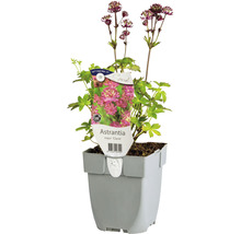 Stor stjärnflocka FLORASELF Astrantia major 'Claret' 5-30cm Co 0,5L