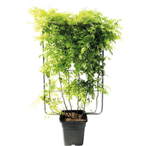 Blåregn i en kruka med spaljé