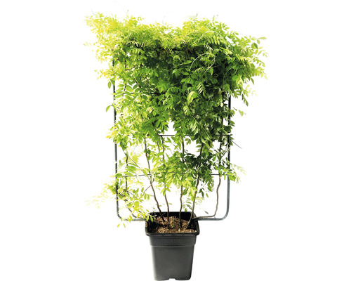 Blåregn i en kruka med spaljé