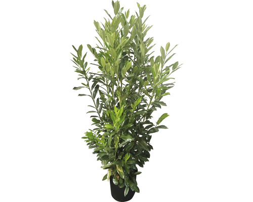 Lagerhägg FLORASELF Prunus laurocerasus 'Elly'® 60-80cm ClickCo