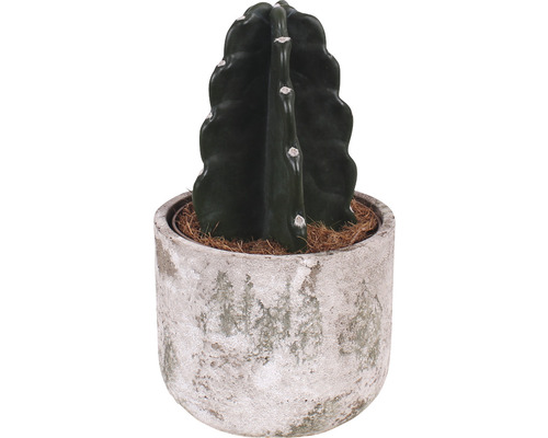 Kaktus FLORASELF Cuddly Kaktus tagglös 25cm Ø15cm inkl. keramikkruka Deep Forest