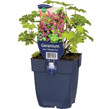 Geranium Olympic Fire i kruka