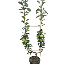 Äppelträd enkel U-form FLORASELF Bio Malus domestica spaljé 100-150cm Co 10L blandade sorter