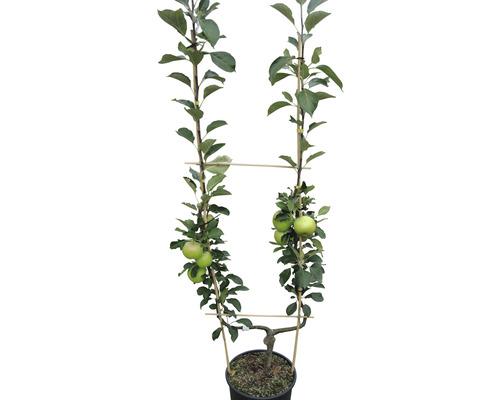 Äpple FLORASELF Spalje enkel U-form Malus domestica 100-150cm Co 12L blandade sorter