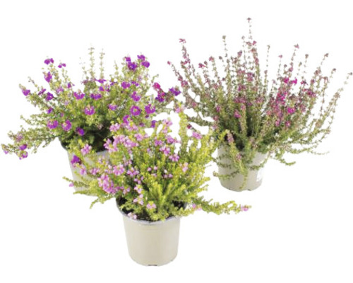 Tre blommande ljungväxter i kruka