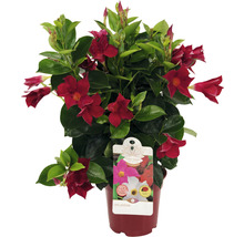 Bägarranka spaljé FLORASELF Dipladenia Mandevilla 25-30cm krukstorlek Ø14cm röd