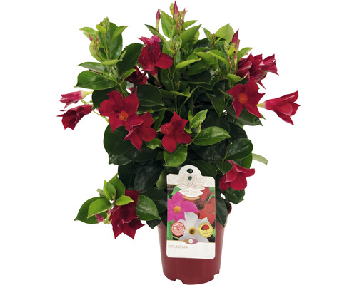 Bägarranka spaljé FLORASELF Dipladenia Mandevilla 25-30cm krukstorlek Ø14cm röd Dipladenia i kruka med röda blommor och gröna blad
