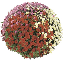 Krysantemum med flerfärgade blommor