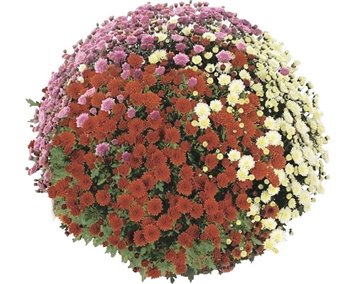 Krysantemum med flerfärgade blommor