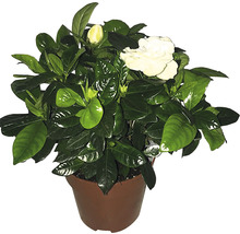 Gardenia i en kruka med blommor och gröna blad
