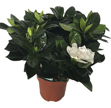 Gardenia i kruka med gröna blad och en enda blomma