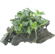 Akvarieväxt på rotved