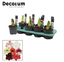 Amaryllislökar i krukor på en odlingsplatta