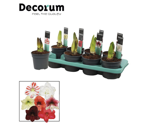 Amaryllislökar i krukor på en odlingsplatta