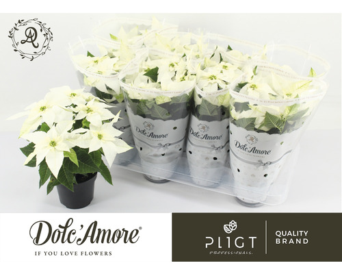 Julstjärna med vita högblad i kruka och skyddsfilm