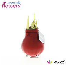 Röd vaxamaryllis i ett ställ med spirande gröna blad