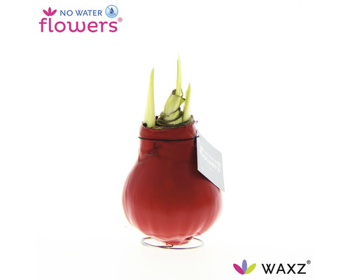 Amaryllis i vax FLORASELF Hippeastum röd Röd vaxamaryllis i ett ställ med spirande gröna blad