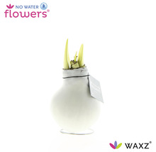 No Water Flowers blomsterlök i vas