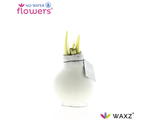 No Water Flowers blomsterlök i vas