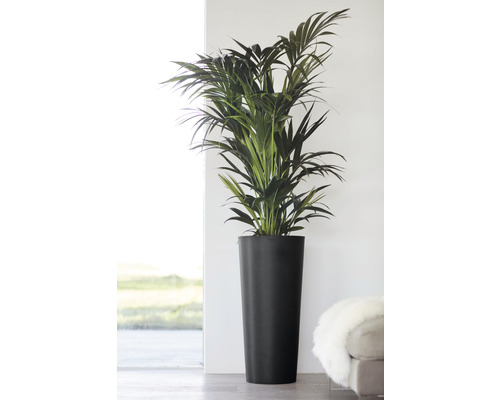 Inomhusväxt Arecapalm i svart planteringskärl