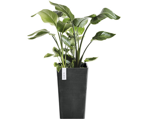 Strelitzia i fyrkantig planteringskärl