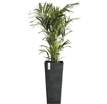 Arecapalm i planteringskärl